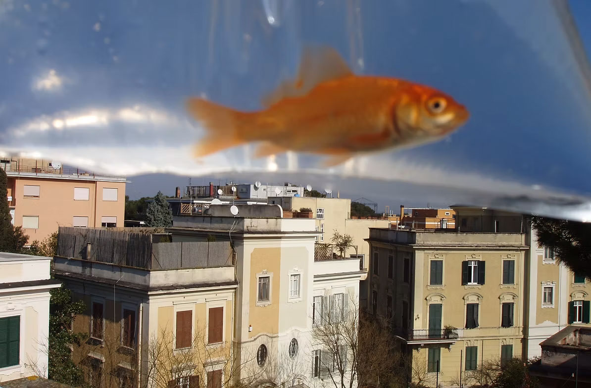 Come un pesce fuor d'acqua - Guendalina Salini