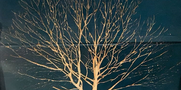 Bosco segreto - Guendalina Salini